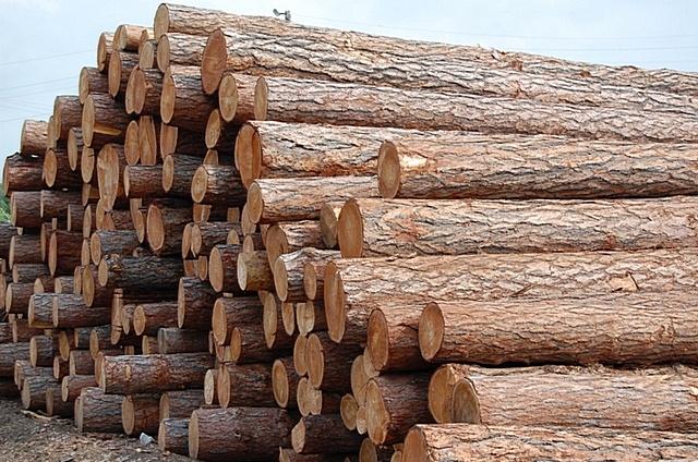 Mäkké palivové drevo 4 metrové dĺžky, cena za 5m3