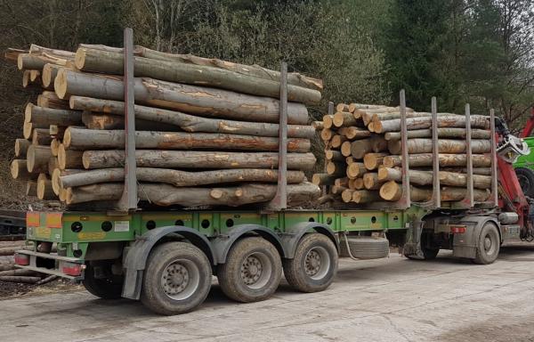 Tvrdé palivové drevo 4-12 metrové dĺžky, minimálny odber - celé auto cca. 18m3
